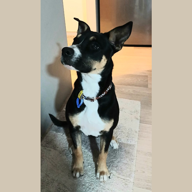 Photo of Remy