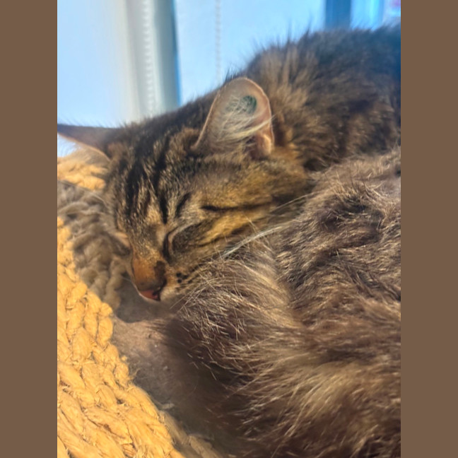 Photo of Tashie Meet Me@Petstock Hastings Store