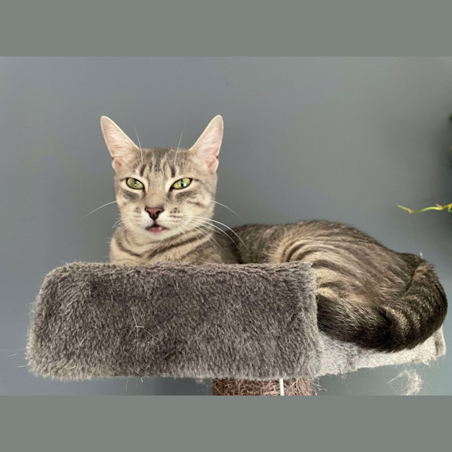 Photo of Aurora   Located In Bentleigh East