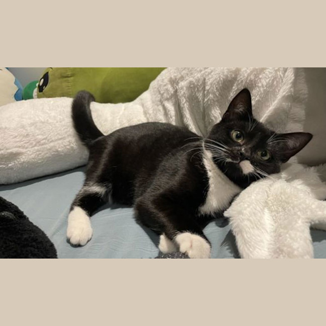 Photo of Onyx