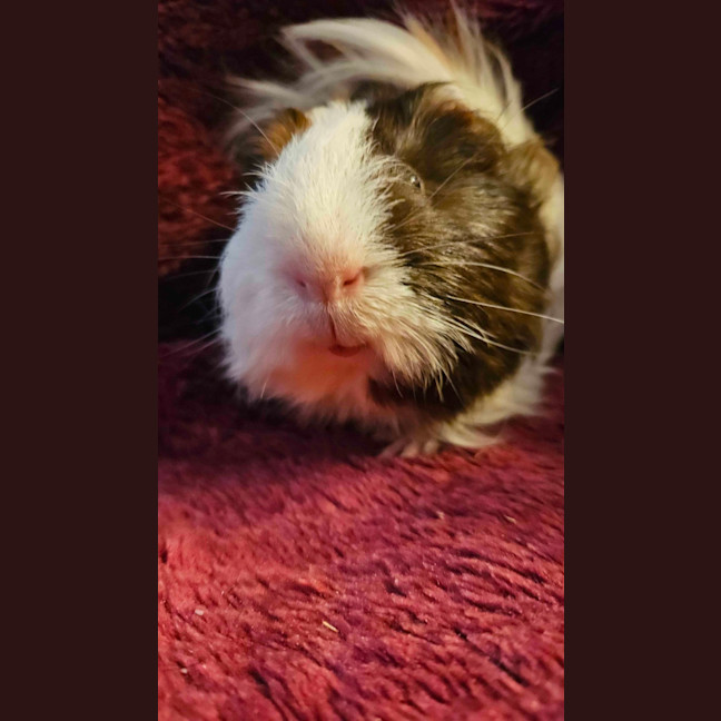 Photo of Sherlock