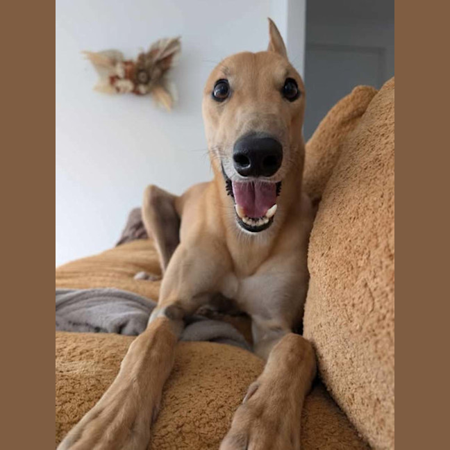 Photo of Ray, The Cat Tolerant Greyhound
