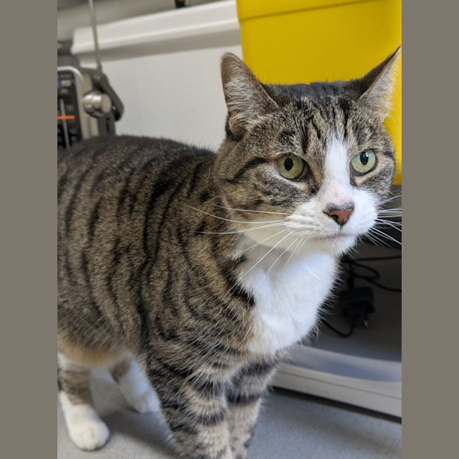 Photo of 💎 Princess 6520 💎