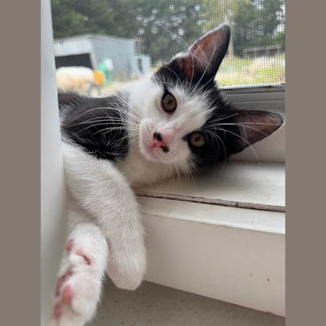 Photo of Coco Chanel