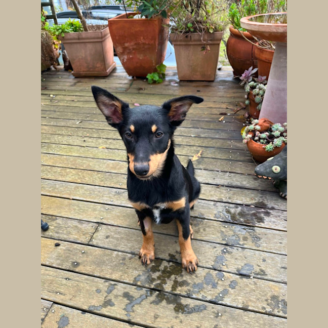 Photo of Hazel