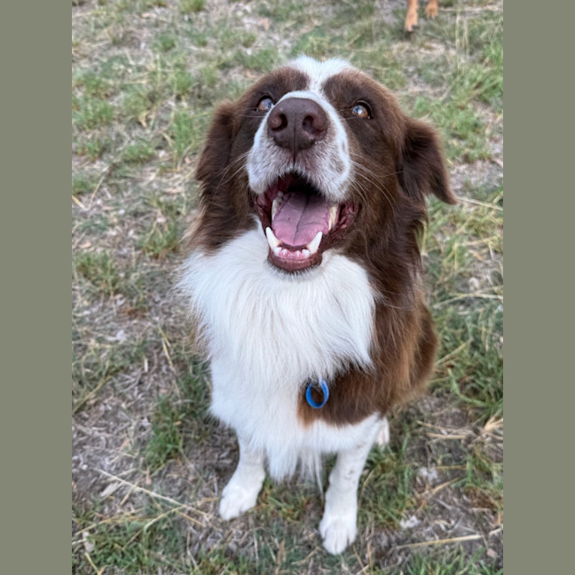 Photo of Waffles