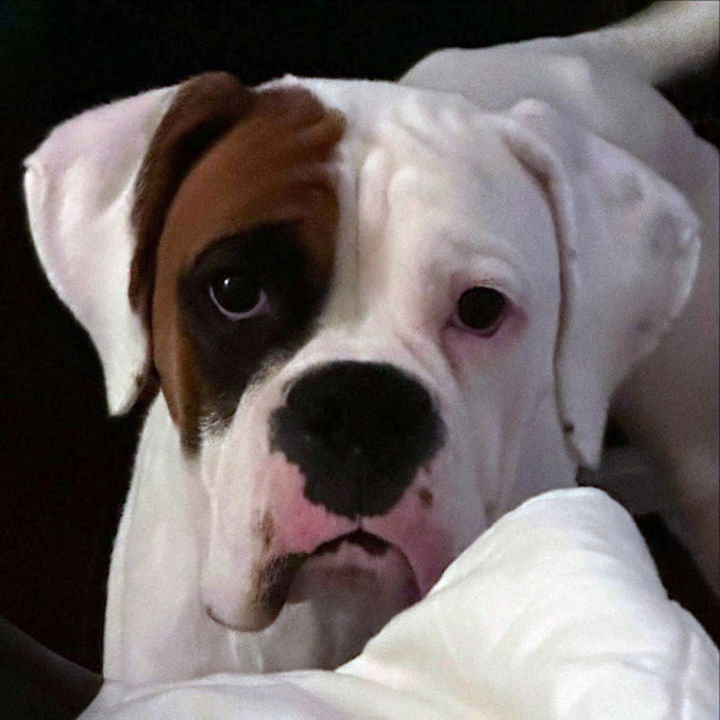 Photo of Rico And Mamacita