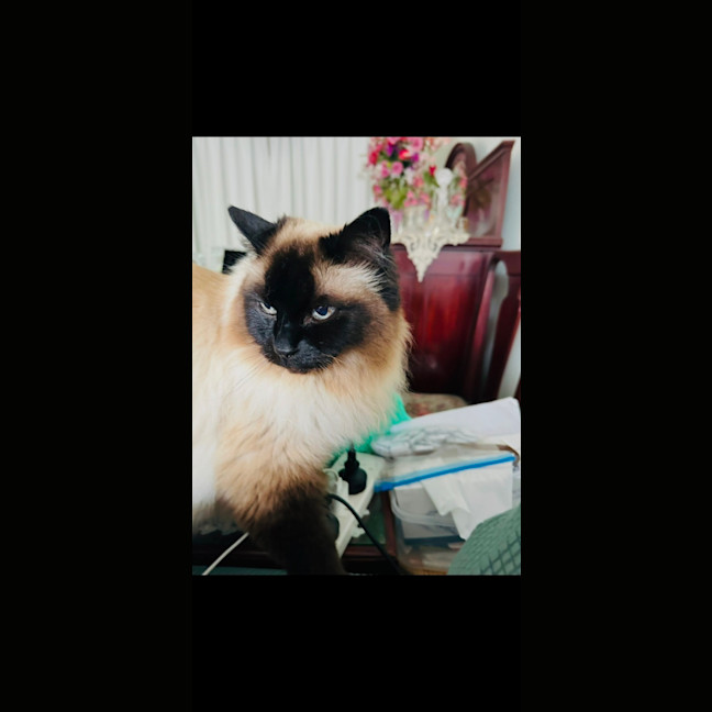 Photo of Clyde 