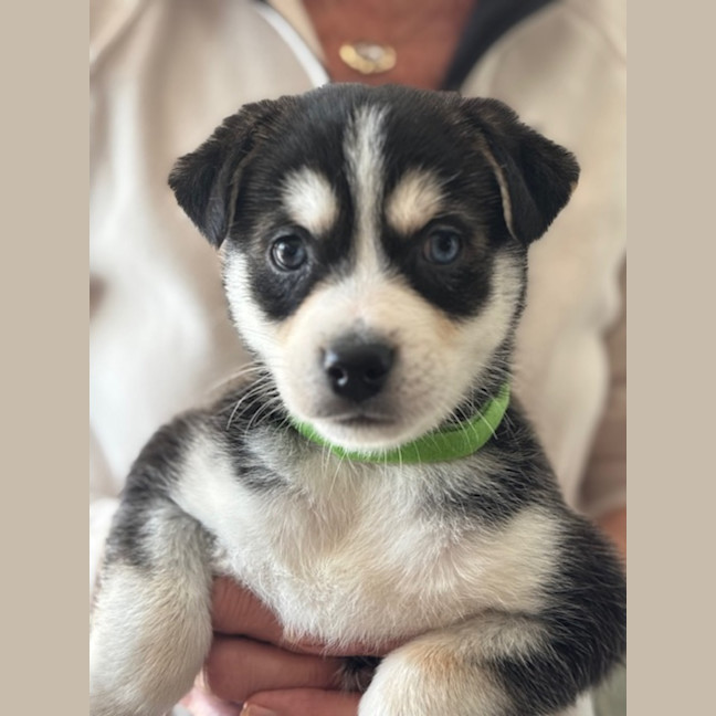 Photo of Beau