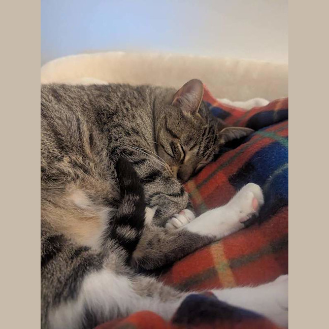 Photo of Pepper
