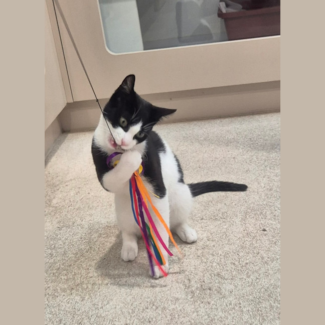 Photo of Bromley (9081)