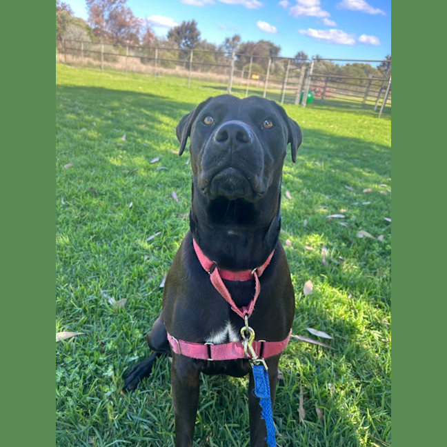 Photo of Onyx