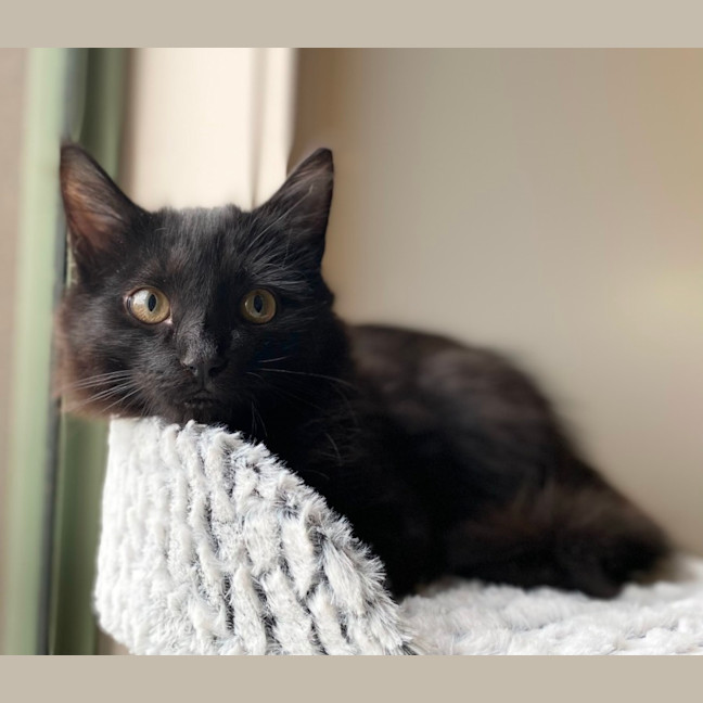 Photo of Bing 