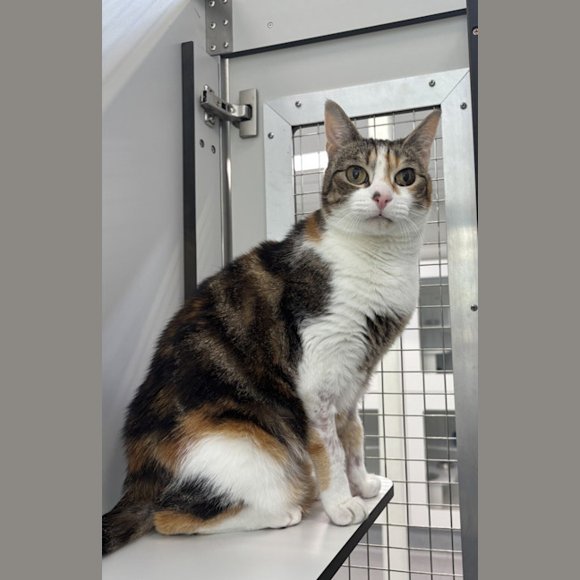 Photo of Millie (Bonded To Milo)