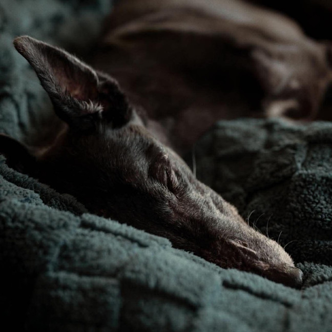 Photo of Jasper The Greyhound
