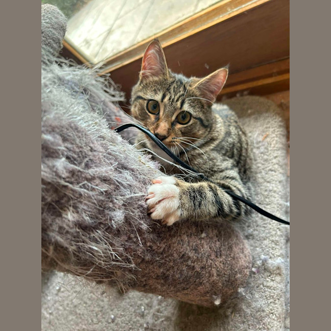 Photo of Cosmo