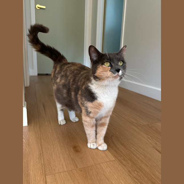 Photo of Popcorn Or "Poppy"