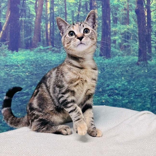 Photo of Pixie   Located In Meadow Heights