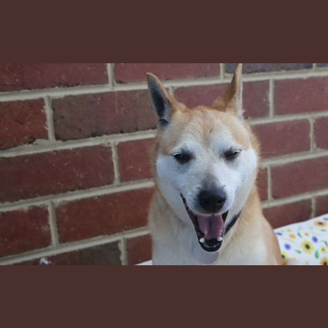 Photo of Lucky