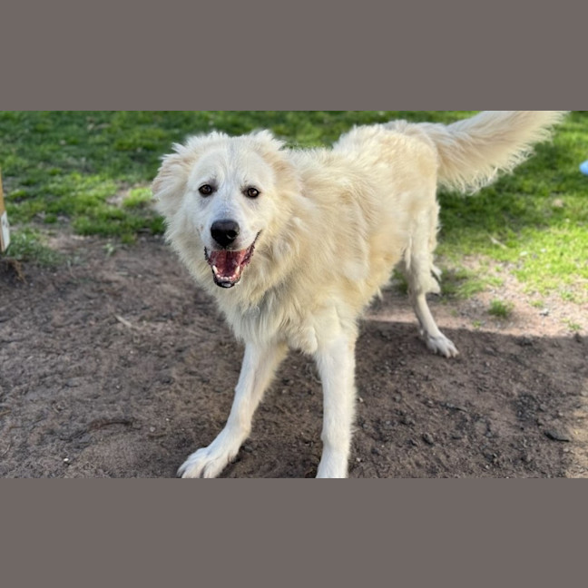 Photo of Buddy