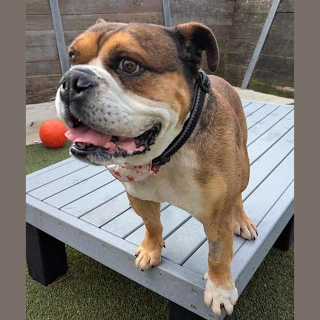 Photo of Louie