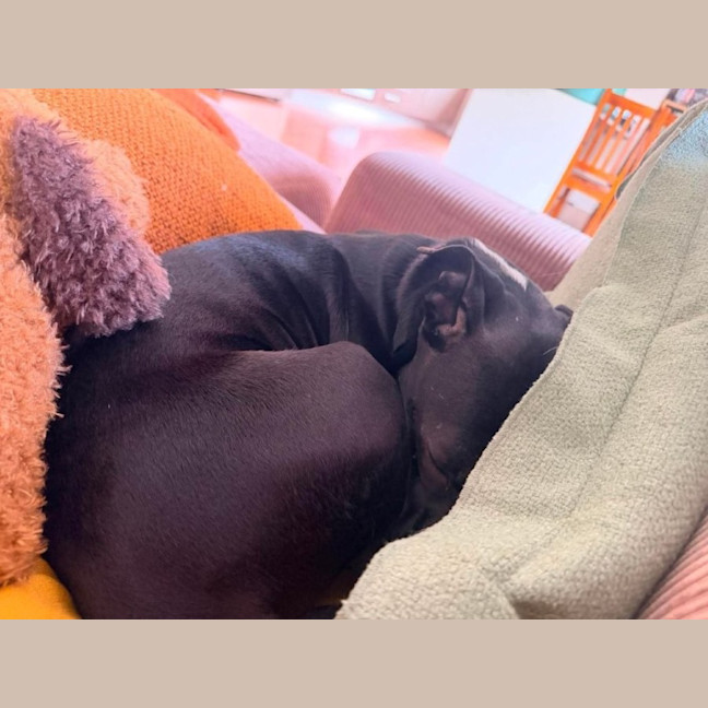 Photo of Sambi   3 Year Old Staffy