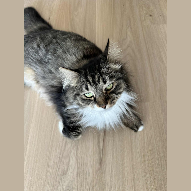 Photo of Pollywaffle