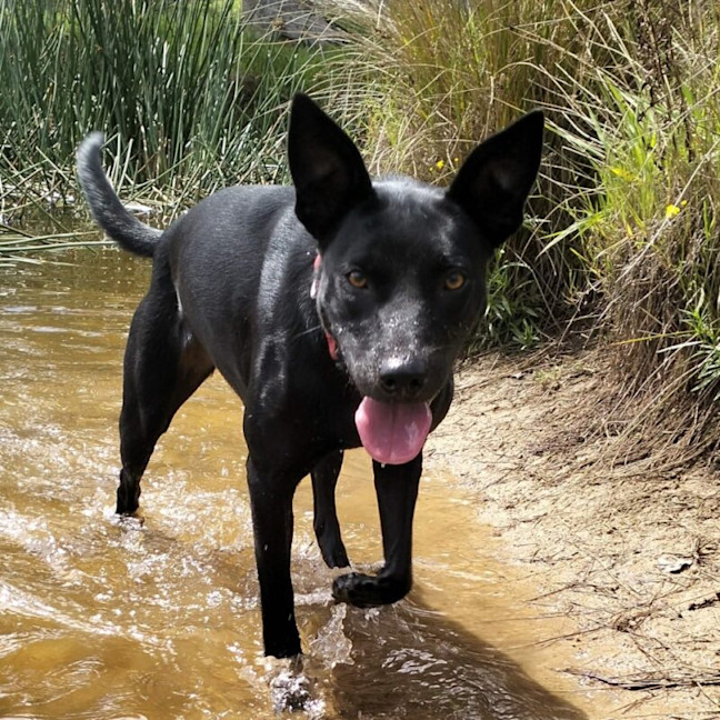 Photo of Fern