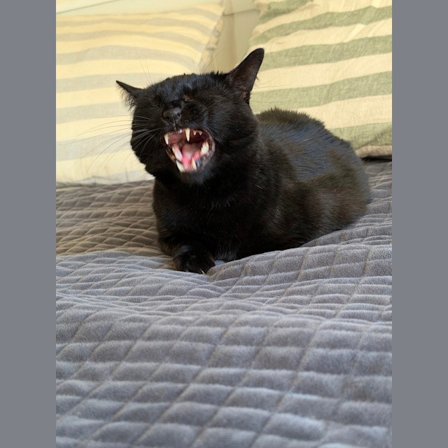 Photo of Nyx