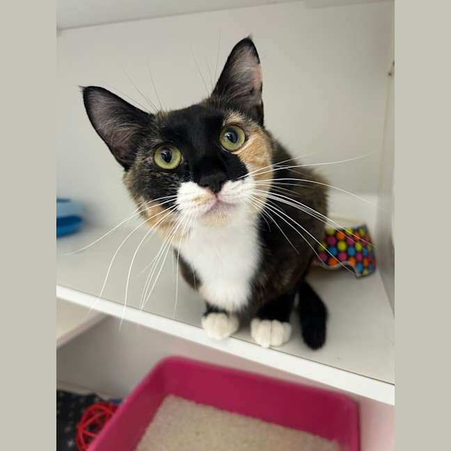 Photo of Jelly Belly