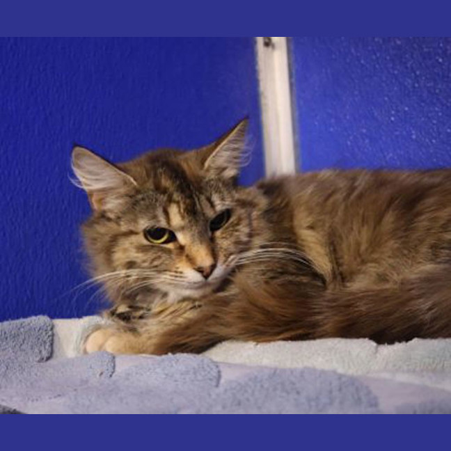 Photo of Celeste