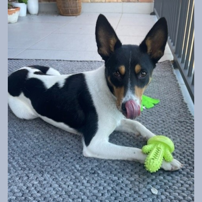 Photo of Beau   20 Month Old Border Collie X Cattle Dog