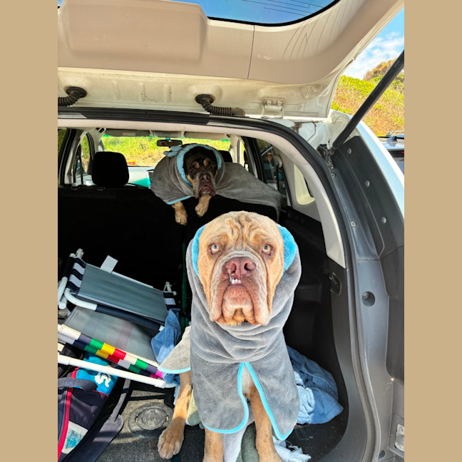 Photo of Lloyd   2 Year Old Aussie Bulldog X