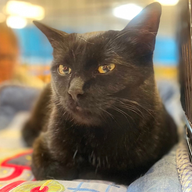 Photo of Shadow