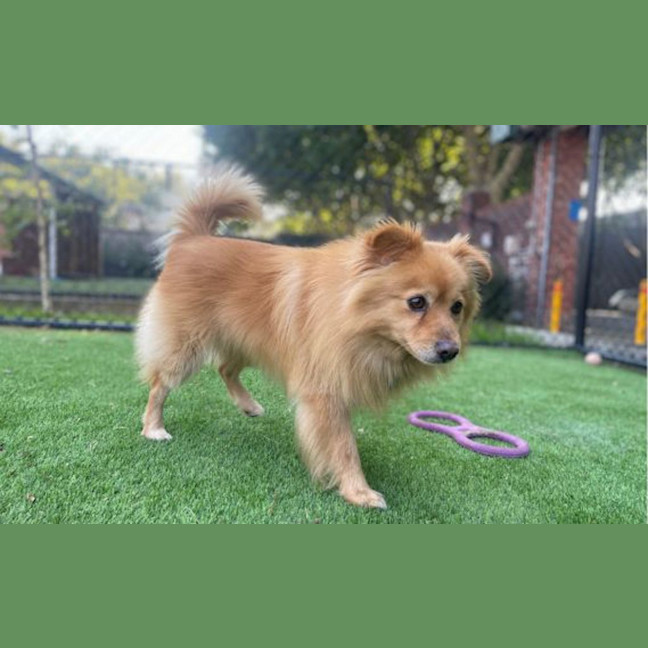 Photo of Bee Gee