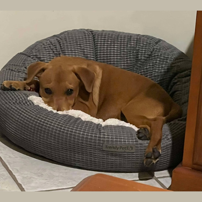 Photo of Honey