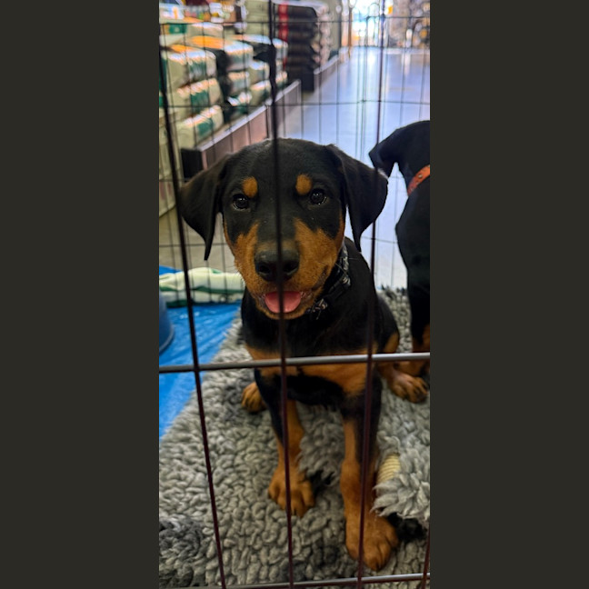 Photo of Frankie Sinatra