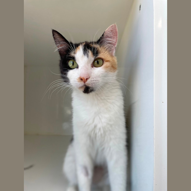 Photo of Luna