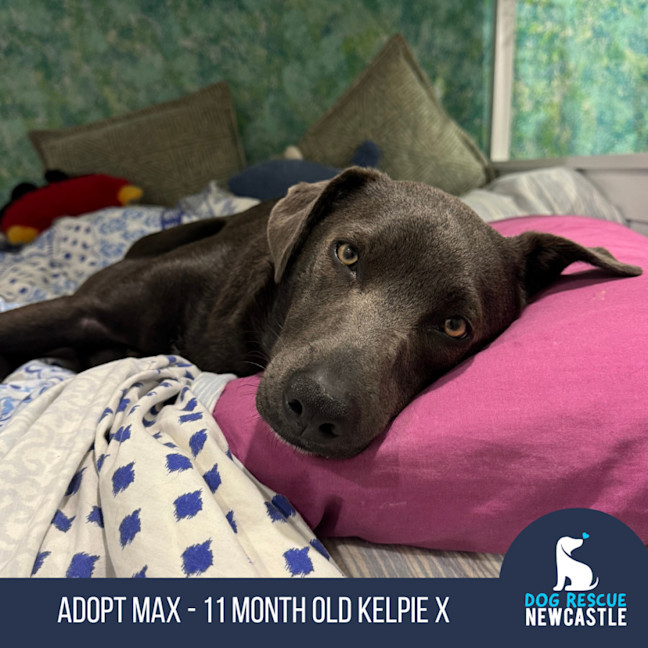 Photo of Max   1 Year Old Kelpie X