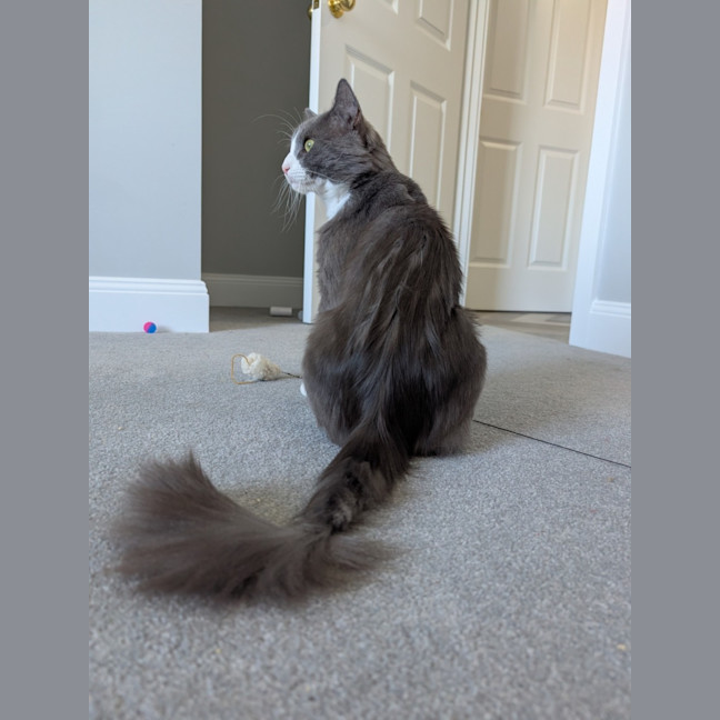 Photo of Pickles