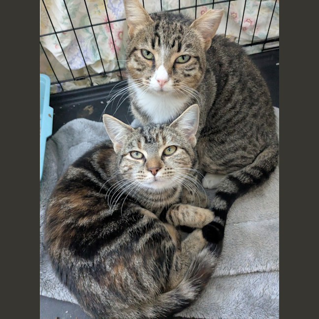 Photo of Miette And Blossom