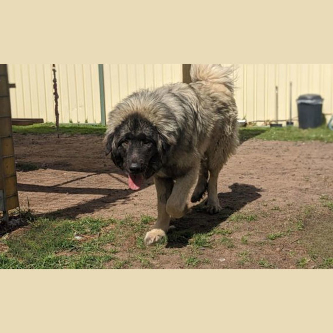 Photo of Hank