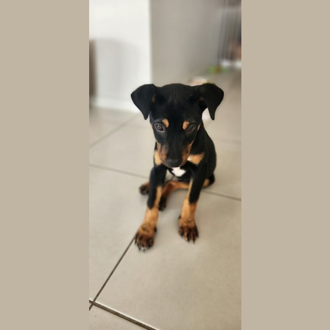 Photo of Pablo   5 Month Old Kelpie X Jack Russell