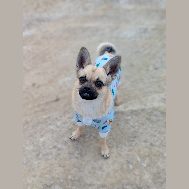 Photo of Bug 