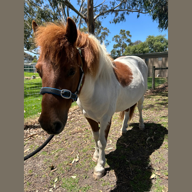 Photo of Diablo