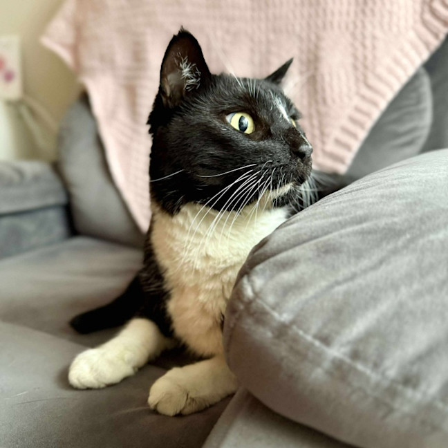 Photo of Stripe And Bandit   Located In Croydon