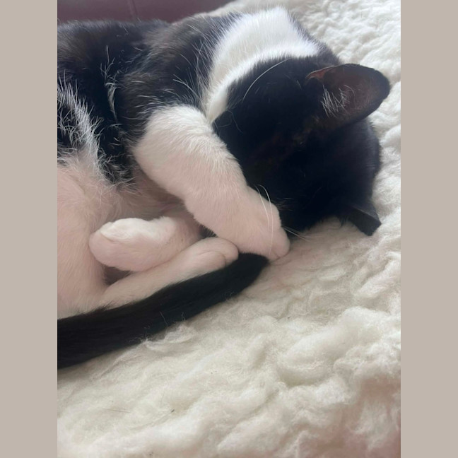 Photo of Sylvester   In Foster Care In Collingwood