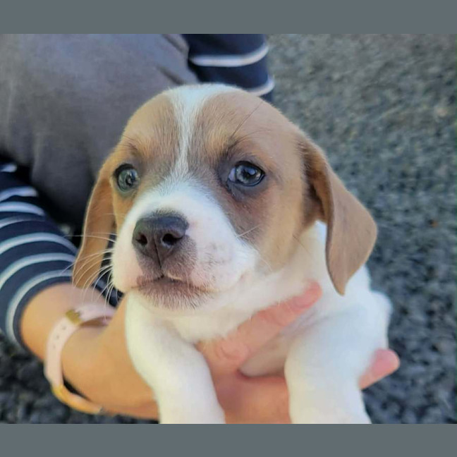 Photo of Barney