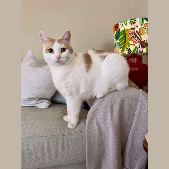 Photo of Whisper (Assisted Rehoming)