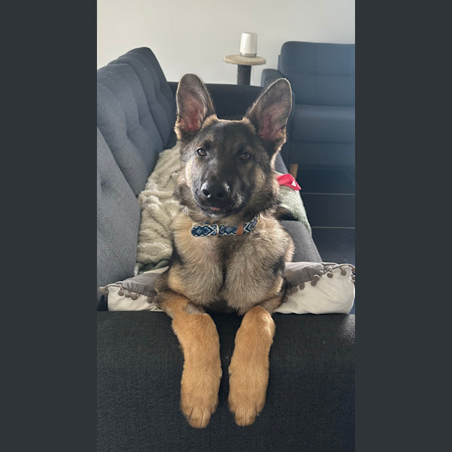 Photo of Ollie